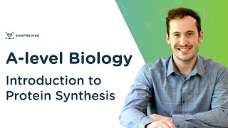 Introduction to Protein Synthesis  Alevel Biology  OCR AQA Edexcel [upl. by Tniassuot]