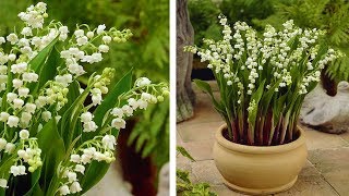 How to Plant Lily of the Valley Spring Garden Guide [upl. by Hallerson705]