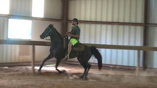 Standardbred Racking Mare FOR SALE [upl. by Lamp]