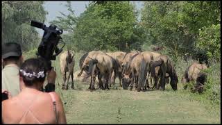 Konik horses released in the Danube Delta rewilding area [upl. by Akemeuwkuhc764]