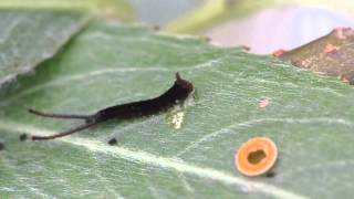 Puss moth caterpillar Cerura vinula [upl. by Lancaster]