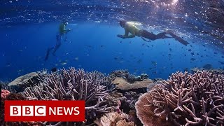 Can mapping the Great Barrier Reef help it survive  BBC News [upl. by Abla]