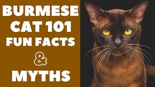 Burmese Cats 101  Fun Facts amp Myths [upl. by Brion]