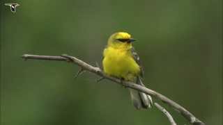 Bluewinged Warbler [upl. by Netsirc]