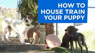 How to House Train Your Puppy [upl. by Rexana360]