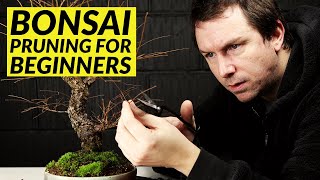 5 Bonsai Pruning Tips for Beginners [upl. by Llehcim]