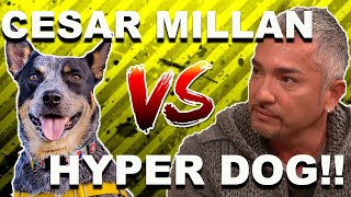 Cesar Millan vs HYPER DOG Stop Dog Lunging [upl. by Ashbaugh]