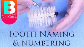 BRACES EXPLAINED Tooth Numbers amp Names [upl. by Brantley791]