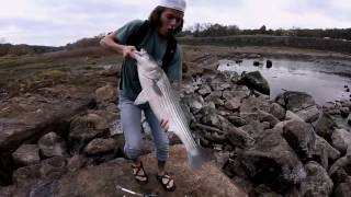 Catching MONSTER Striped Bass Lake Whitney and Brazos River FIshing [upl. by Catto]