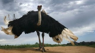 Biggest Bird Ostrich Ever [upl. by Enajiram]