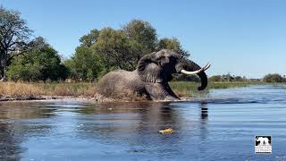 Jabu the elephants boisterous swim  Living With Elephants Foundation  Botswana [upl. by Immak]