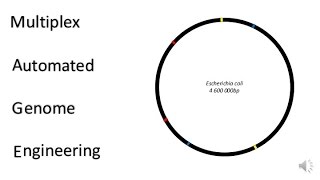 Multiplex Automated Genome Engineering MAGE Explained [upl. by Som]