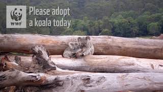 Koala Habitat and Diet [upl. by Albric]