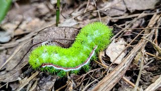 IO Moth Caterpillars Can Sting [upl. by Stanway]