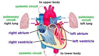 The Circulatory System Part 1 The Heart [upl. by Chyou8]