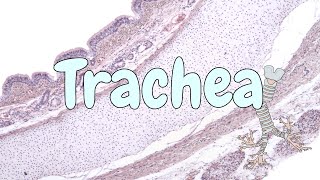 Trachea  respiratory system histology [upl. by Rahas]