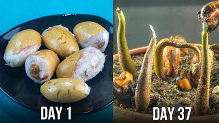 How To Grow Durian Plant From Seeds [upl. by Alegnat]