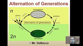 Alternation of Generations [upl. by Ettenrahs]