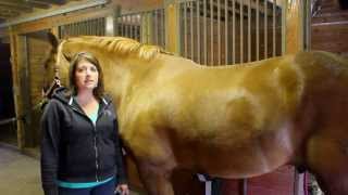 How to Groom Your Horse [upl. by Uis]