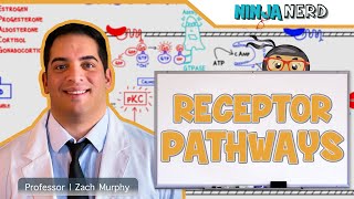 Endocrinology  Receptor Pathways [upl. by Jessika]