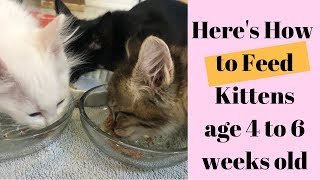 What amp How to Feed Kittens age 4 to 6 Weeks old [upl. by Licna]