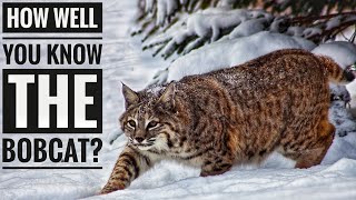 Bobcat  Description Characteristics and Facts [upl. by Niattirb]