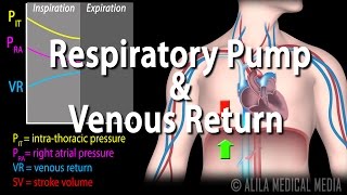 How Respiratory Pump Affects Venous Return Animation [upl. by Neelyt]