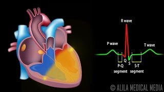 Cardiac Conduction System and Understanding ECG Animation [upl. by Egroej]