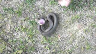 Hognose Snake antipredator thanatosis display part 1 [upl. by Asfah]