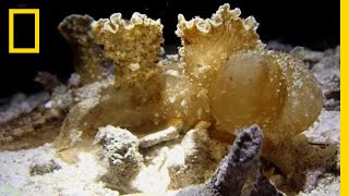 Nudibranch Snacks Along The Ocean Floor  National Geographic [upl. by Nwonknu]