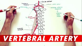 Anatomy 260 ipsilateralcontralateral [upl. by Rehpotisrhc]