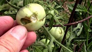 Worms Eating My Tomatoes Armyworms and Fruitworms [upl. by Plossl]