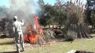 Safely Burn or Trim Pampas Grass How To Clean up Pampas Grass part I [upl. by Chadd443]