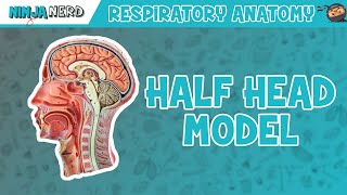 Respiratory  Half Head Anatomy [upl. by Nnairam]