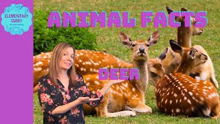 Facts About Deer [upl. by Rogozen439]