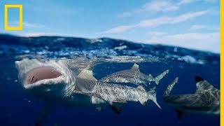 Tiburón SARDA GIGANTE devora TIBURÓN PUNTA NEGRA National Geographic en Español [upl. by Hamnet605]