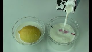 How to make yogurt culturestarter at home Cooking A Dream [upl. by Jonette]