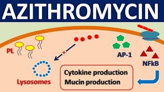 Azithromycin  Mechanism side effects precautions amp uses [upl. by Zarger]