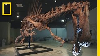 Bigger Than T rex Spinosaurus  National Geographic [upl. by Akili885]