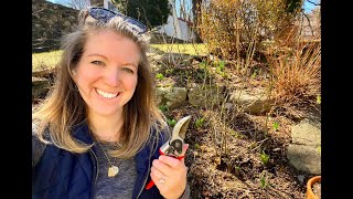 🌸Its Spring Rose Pruning Fertilizing and Transplanting a David Austin Rose [upl. by Kcira]