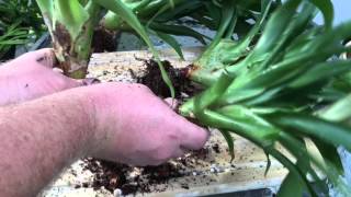 BROMELIAD CARE PROPAGATING METHODS BY SEEDS AND DIVIDING PUPS [upl. by Anaoj]