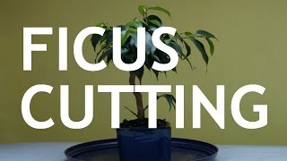 Ficus Cutting Bonsai 1 [upl. by Atinuahs]