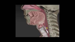 Anatomy amp Physiology of Swallowing  MBSImP Animations [upl. by Aneeh]