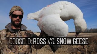 How to Identify A Snow Goose From A Rosss Goose  Waterfowl ID for Hunting [upl. by Eniamrahs]