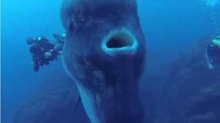 Facts The Ocean Sunfish Mola mola [upl. by Errick462]