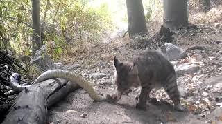 Bobcat Kills Rattlesnake While Fighting  1147348 [upl. by Kiyohara]