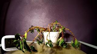 Timelapse Plant resurrected by water [upl. by Sahc]