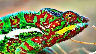 How Do Chameleons Change Color [upl. by Burbank]