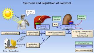 Calcium and Phosphate Metabolism [upl. by Hughmanick]