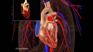 Conduction system of heart [upl. by Jessamine892]